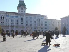 Lasorte Trieste 08/01/17 - Piazza Unità, Freddo, Cani con Cappottino