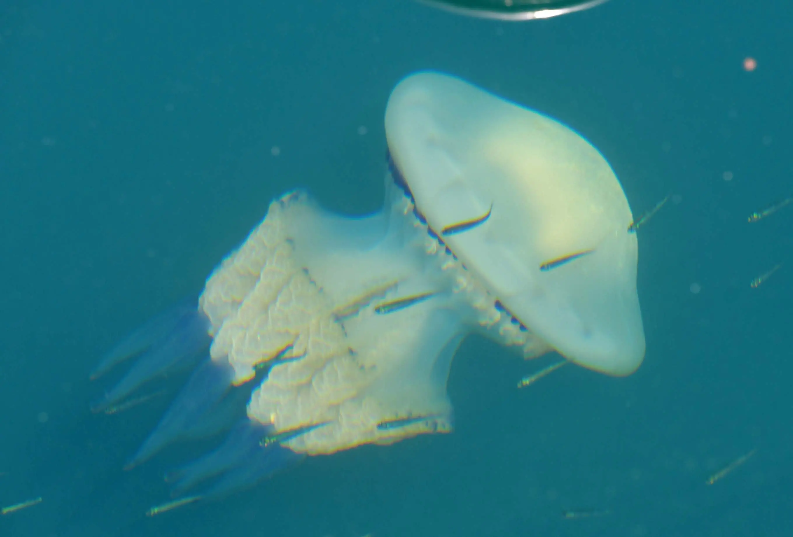 Foto Bruni Trieste 13.04.24 Meduse