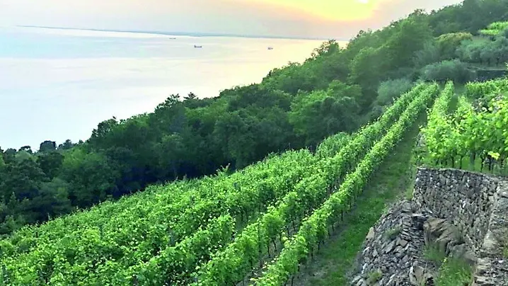 Una coltivazione di vigne sul Carso triestino, dove la fauna selvatica crea danni sempre più frequenti