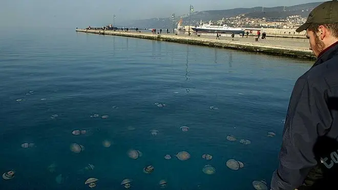 sterle trieste l'inasione di meduse nel golfo di trieste