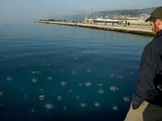 sterle trieste l'inasione di meduse nel golfo di trieste