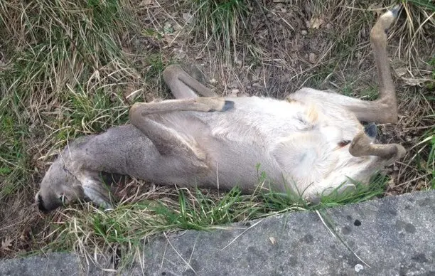 Il cadavere del capriolo a bordo strada