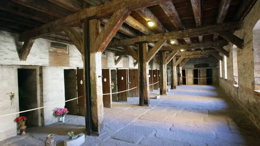 sterle trieste 23 01 08 RISIERA DI SAN SABBA