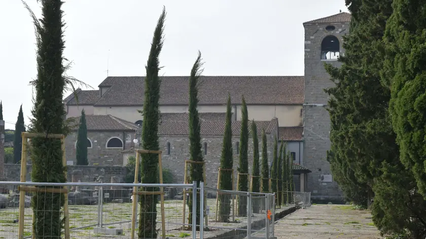 I nuovi cipressi comuni piantati nel Foro romano, con la Cattedrale di San Giusto sullo sfondo. Fotoservizio di Francesco Bruni
