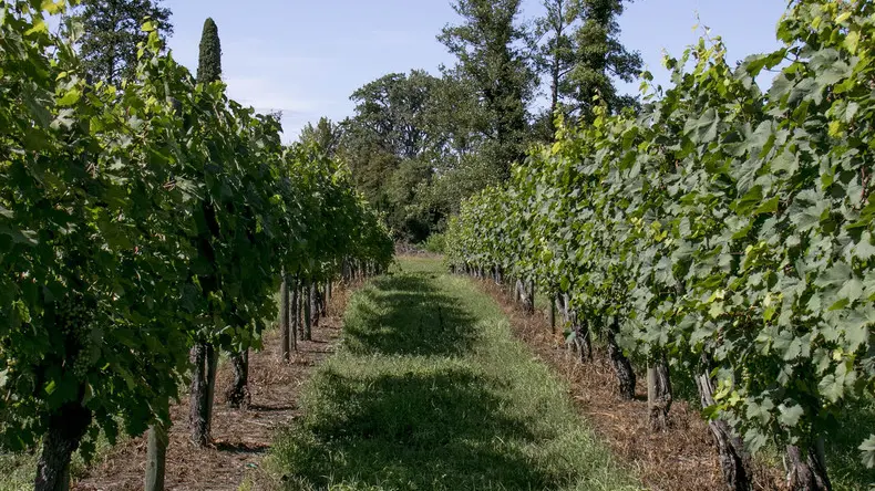 Bonaventura Monfalcone-14.08.2019 Vigna e cervi-Villa Chiozza-Scodovacca-foto di Katia Bonaventura