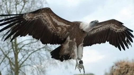 Uno splendido esemplare di grifone in volo