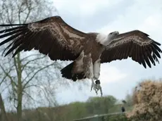 Uno splendido esemplare di grifone in volo