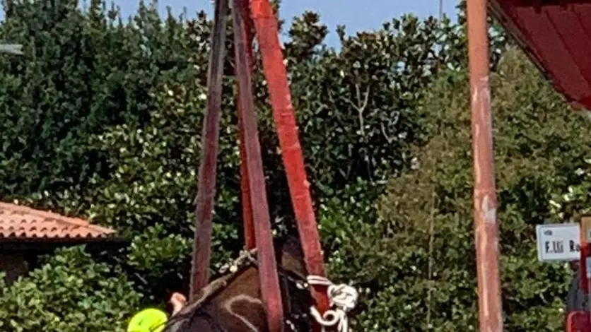 Alcune fasi del salvataggio del cavallo che ieri mattina è caduto nelle acque del Natissa