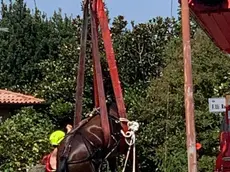 Alcune fasi del salvataggio del cavallo che ieri mattina è caduto nelle acque del Natissa