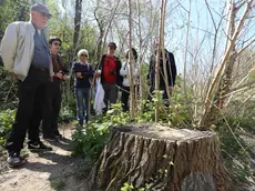 Tappa davanti all'imponente pioppo di 20 metri tagliato in Val Rosandra