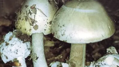 Amanita phalloides, il fungo finito nel piatto della famiglia intossicata