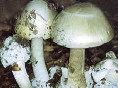 Amanita phalloides, il fungo finito nel piatto della famiglia intossicata