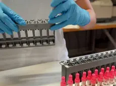 Provette per le analisi di laboratorio in una foto di archivio