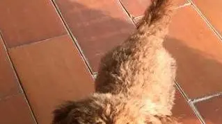Un cucciolo acquistato da un cliente