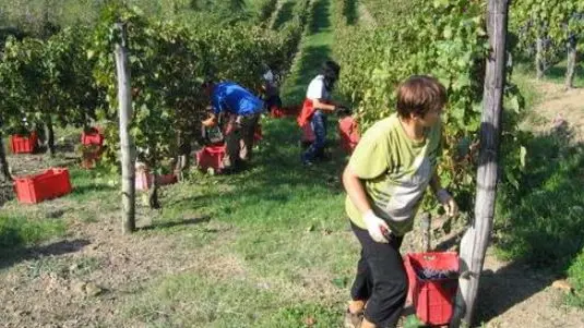 Il Collio dà lavoro a 1500 persone e produce 10 milioni di bottiglie