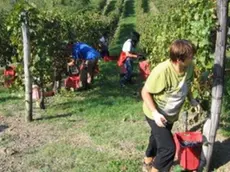 Il Collio dà lavoro a 1500 persone e produce 10 milioni di bottiglie