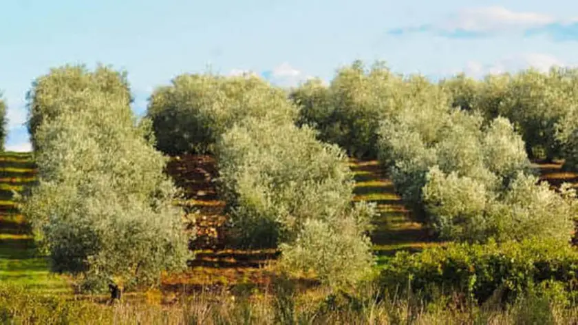 Una suggestiva immagine di un uliveto istriano