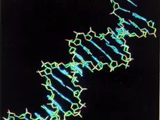 20000625- ROMA - GENOMA , FRA POCHE ORE CONOSCEREMO LIBRO DELLA VITA- Domani l'annuncio del completamento della sequenza del Dna. ARCHIVIO /ANSA/JI