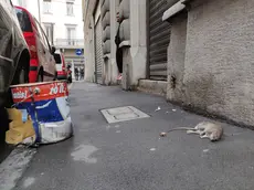 Lasorte Trieste 03/02/19 - Via S.Zaccaria, Sede di CasaPound