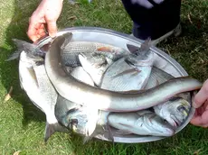 Un'anguilla appena pescata