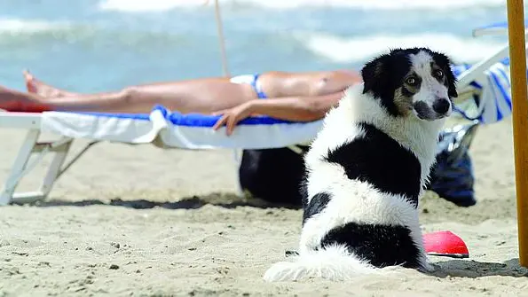 Un cane in spiaggia
