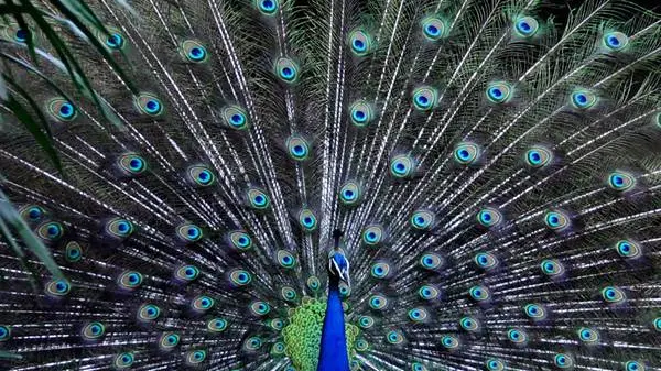 epa03300219 A peacock, national bird of India, seen in its enclosure at Alipore zoo in eastern Indian city of Calcutta on 08 July 2012. EPA/PIYAL ADHIKARY