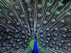 epa03300219 A peacock, national bird of India, seen in its enclosure at Alipore zoo in eastern Indian city of Calcutta on 08 July 2012. EPA/PIYAL ADHIKARY