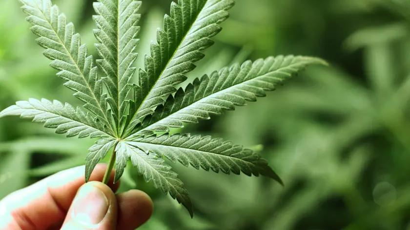 Una foglia di marijuana