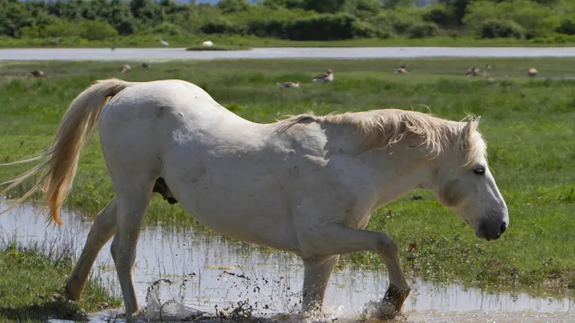 Bonaventura Monfalcone-26.04.2014 Camargue-Isola della cona-Monfalcone-foto di Katia Bonaventura