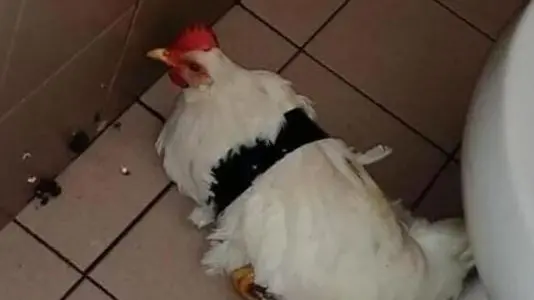 La gallina Titti come era stata trovata venerdì