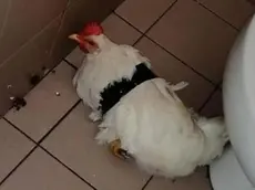 La gallina Titti come era stata trovata venerdì