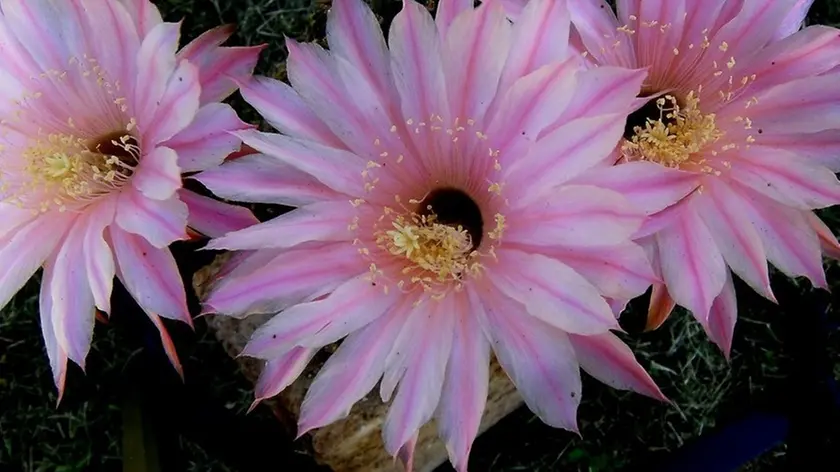 L'Echinopsis "Pantalone", incrocio creato dal muggesano Franco Dalmin
