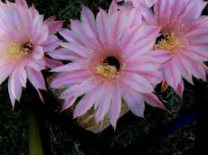 L'Echinopsis "Pantalone", incrocio creato dal muggesano Franco Dalmin