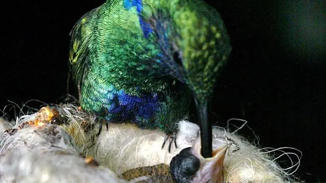 sterle trieste parco tropicale di miramare la serra tropicale dove si trovano i colibrì mamma colibrì