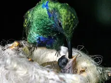 sterle trieste parco tropicale di miramare la serra tropicale dove si trovano i colibrì mamma colibrì