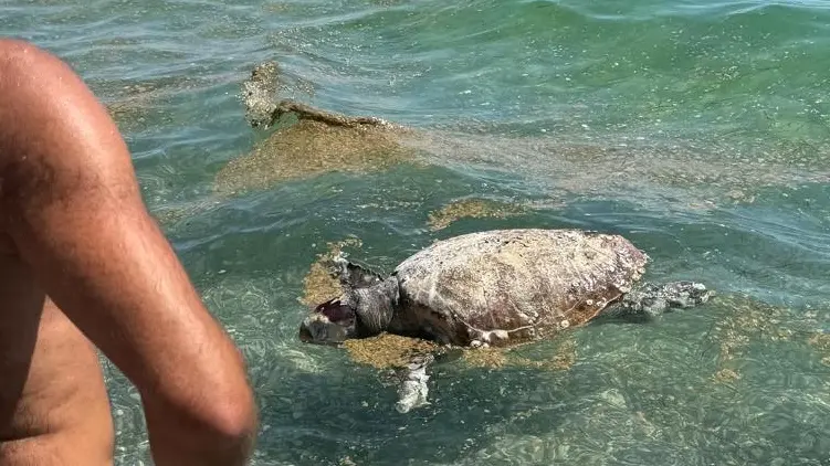 La tartaruga in pericolo a Sistiana