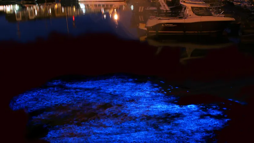 Una "macchia" di Noctiluca scintillans