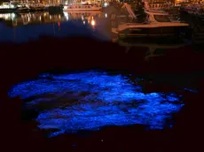 Una "macchia" di Noctiluca scintillans