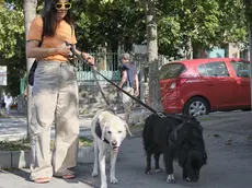 Una ragazza a passeggio in città con due cagnoloni al guinzaglio. Massimo Silvano