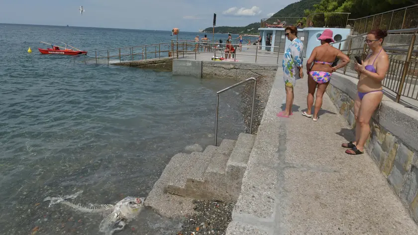 La carcassa del tonno di un metro e mezzo osservata dai bagnanti nella spiaggetta tra il secondo e terzo Topolino di Barcola Foto Bruni