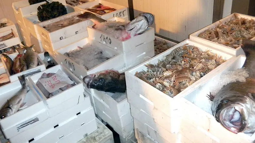 Pesce fresco al mercato ittico di Grado