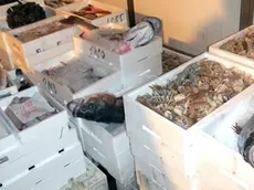 Pesce fresco al mercato ittico di Grado