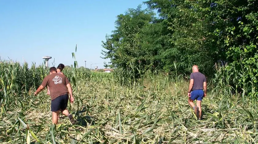 Una coltivazione devastata dal passaggio di cinghiali a Villesse