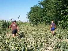 Una coltivazione devastata dal passaggio di cinghiali a Villesse