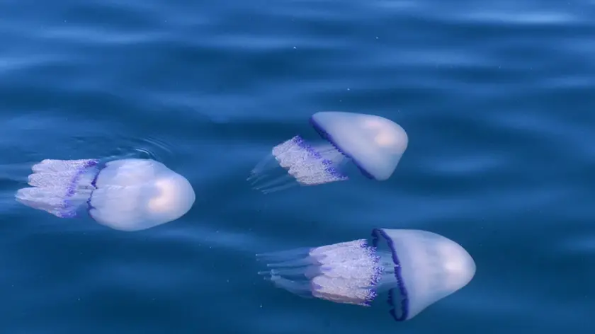 Lasorte - meduse