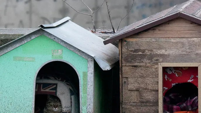Bonaventura Monfalcone-04.02.2017 Colonie feline-Zona campo di baseball-Ronchi dei Legionari-foto di Katia Bonaventura