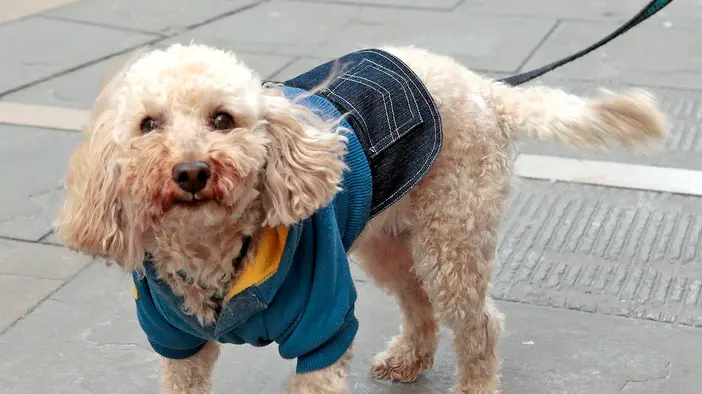 Silvano Trieste 2019-01-22 Cani per strada