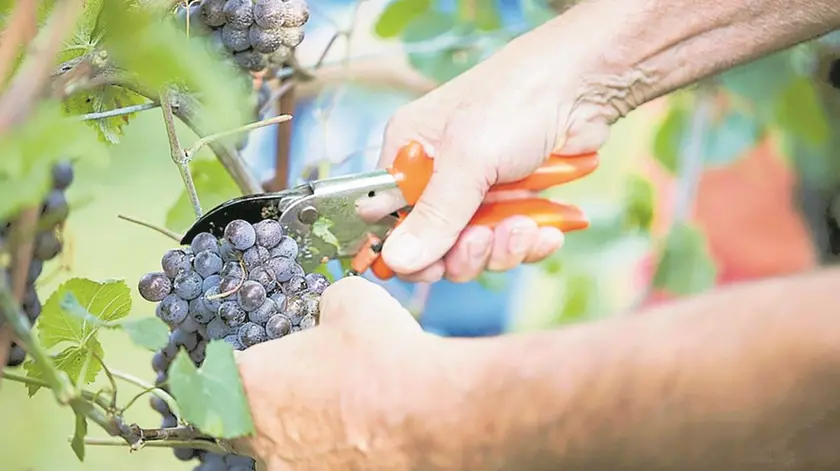 Lavoro in un vigneto in occasione della vendemmia