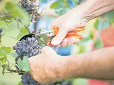 Lavoro in un vigneto in occasione della vendemmia