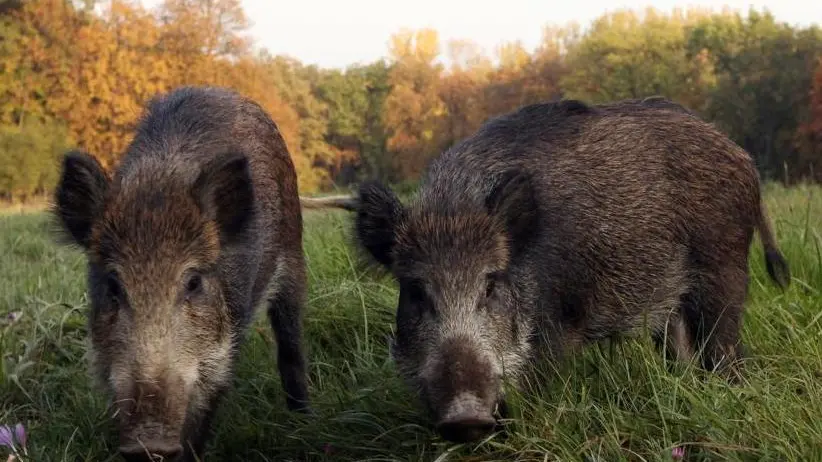 Due esemplari di cinghiale